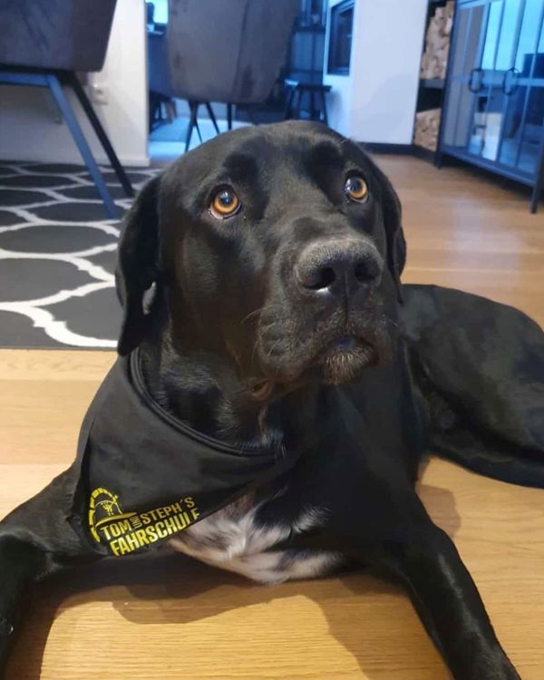 Bild vom treuen Hundebegleiter Ludwig